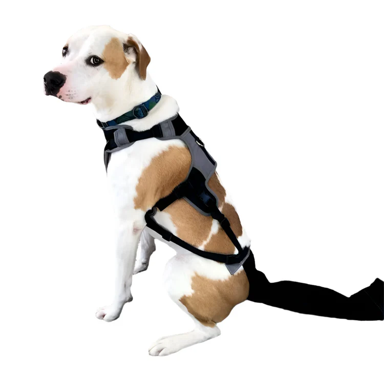 Protect the Wag They Love